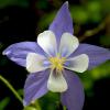 columbine flower
