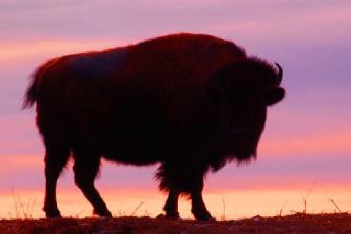 silhouette of a bison at sunset
