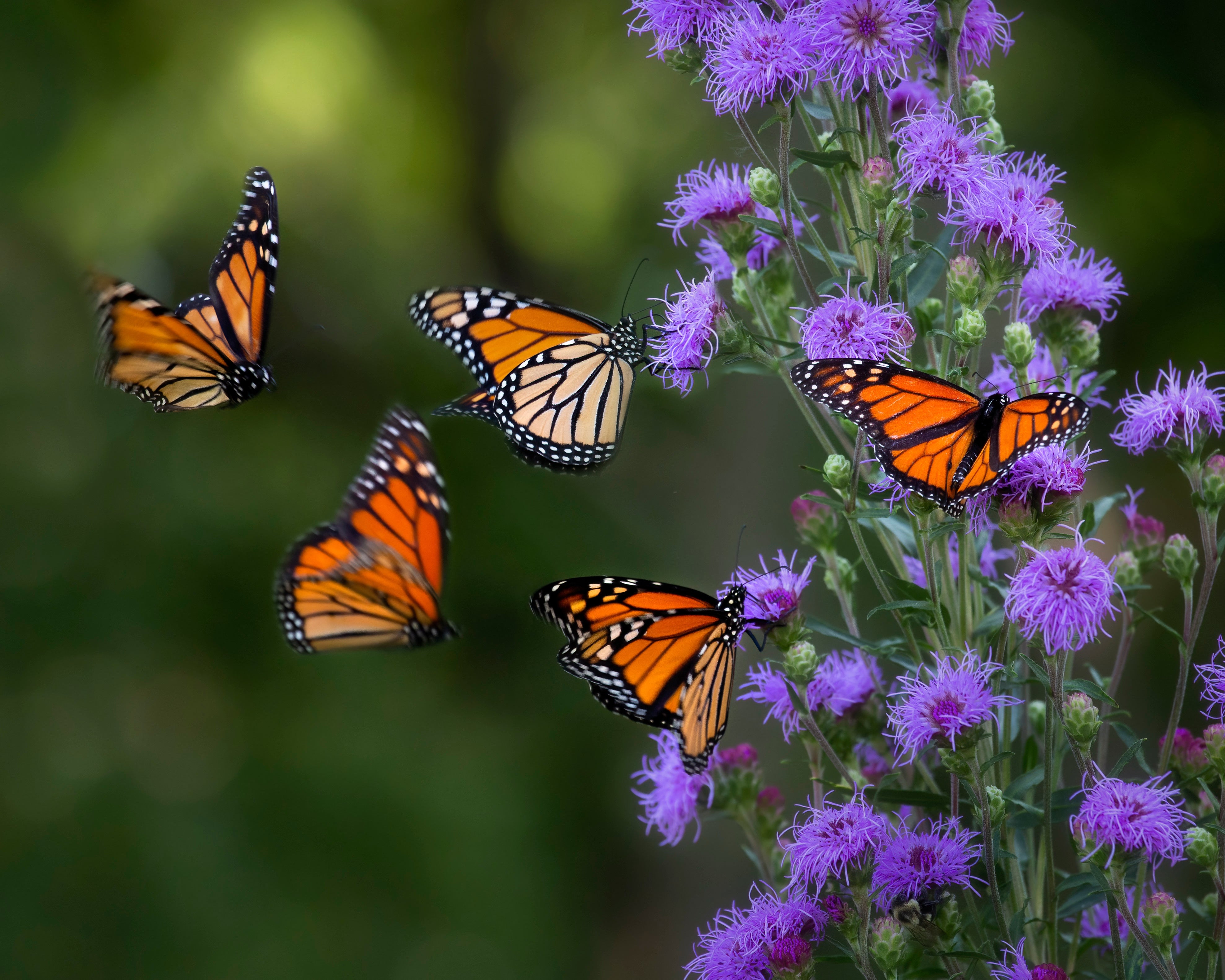 stock image of monarch butterflies