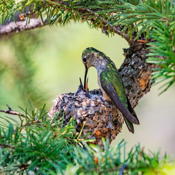A mother broad-tailed hummingbird feeds its chick. Dillon, Colorado.