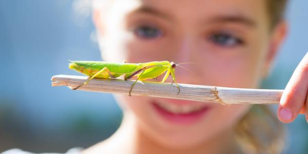 child looking at grasshopper on stick