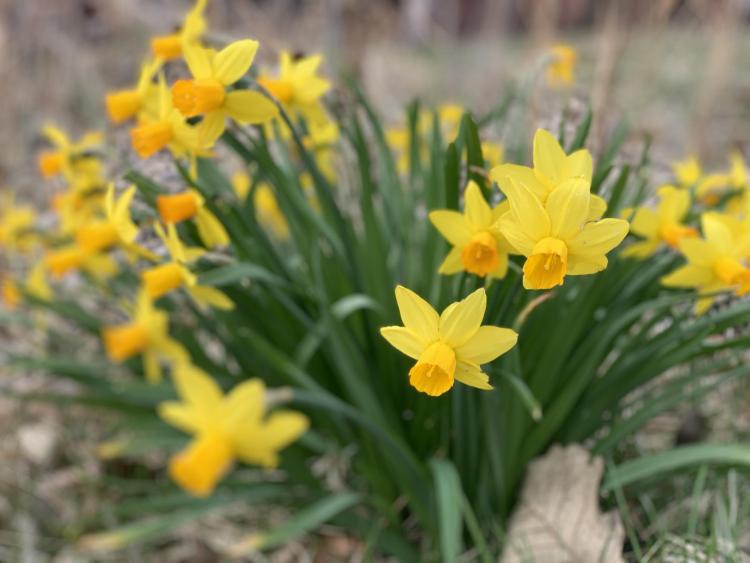 daffodils 