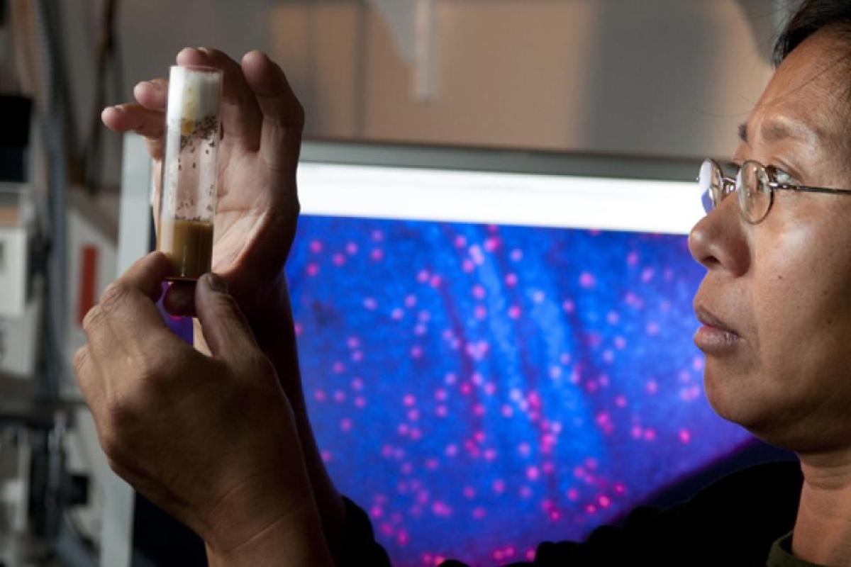 Student analyzing a sample