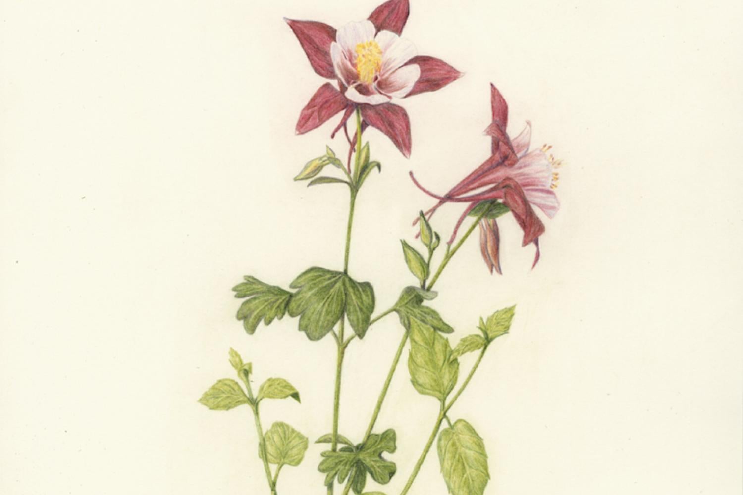 An illustration of a columbine flower with a quote from Shaekspeare