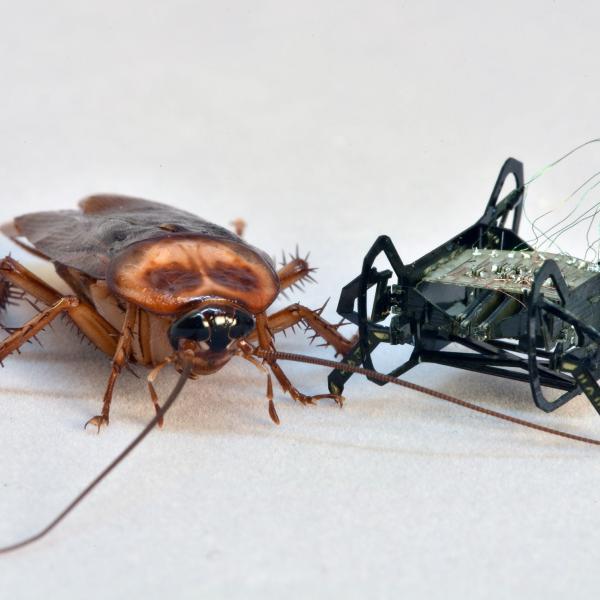 Cockroach and robot bug