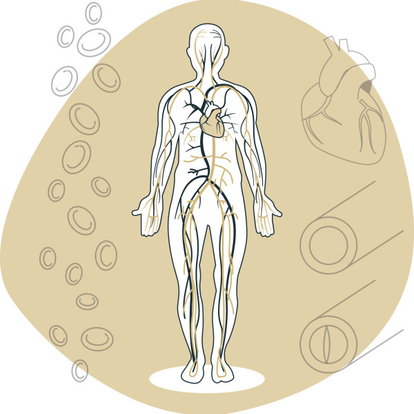 Arteries in human body graphic