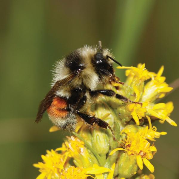 A bumblebee visiting the flowers of Rocky Mountain goldenrod