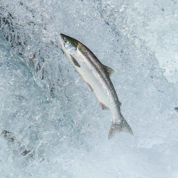 Salmon swimming upriver