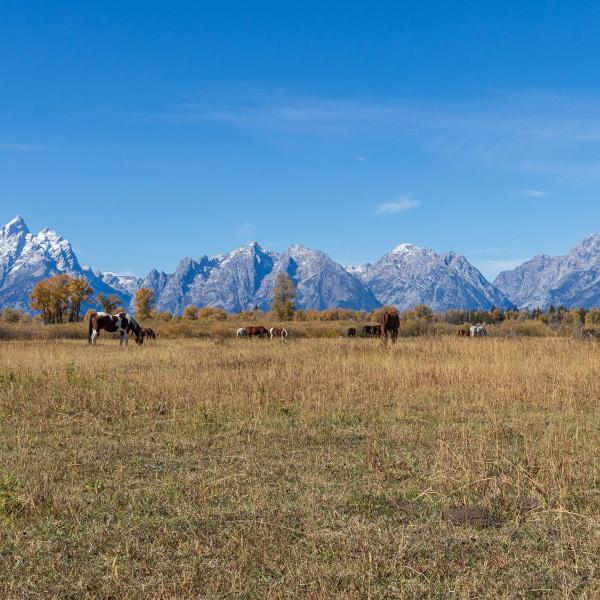 Prairie with mountain range in background