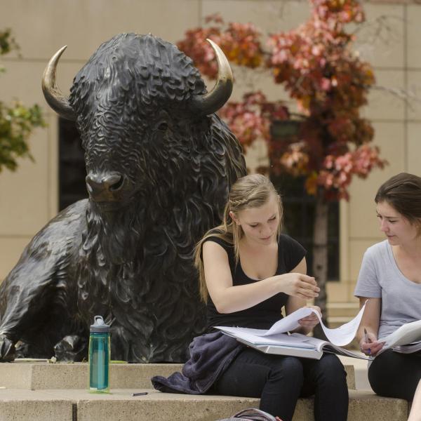 Students studying next to buffalo statue outside