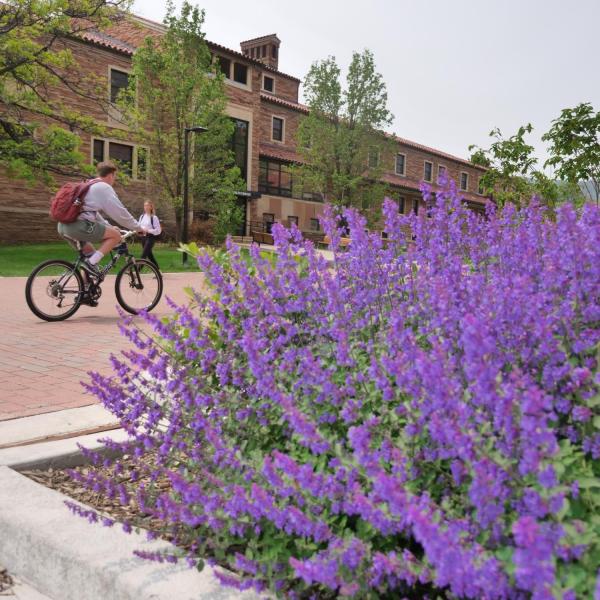 A student on a bike riding on campus with spring blooms