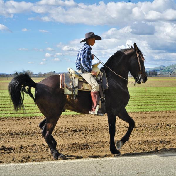 Boy riding horse near a field 
