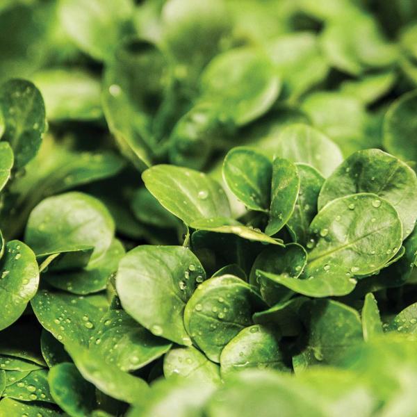 Closeup of dew on green leaves