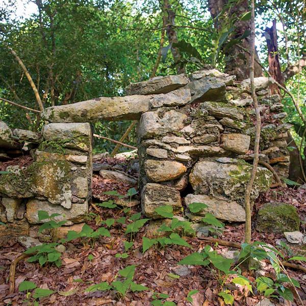 Ruins of an ancient structure in a jungle