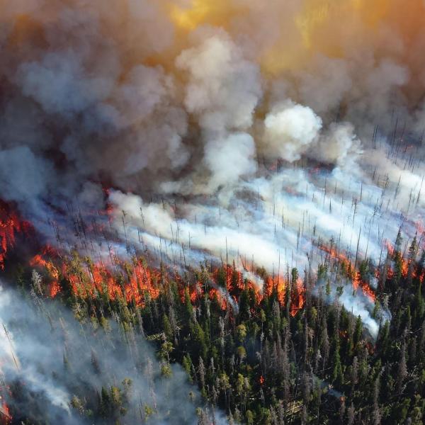 Forest fire