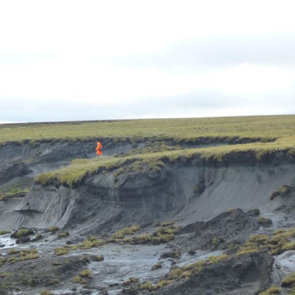 An Alfred Wegener Institute permafrost team inspects a massive thaw slump on the Yedoma coast of the Bykovsky Peninsula.