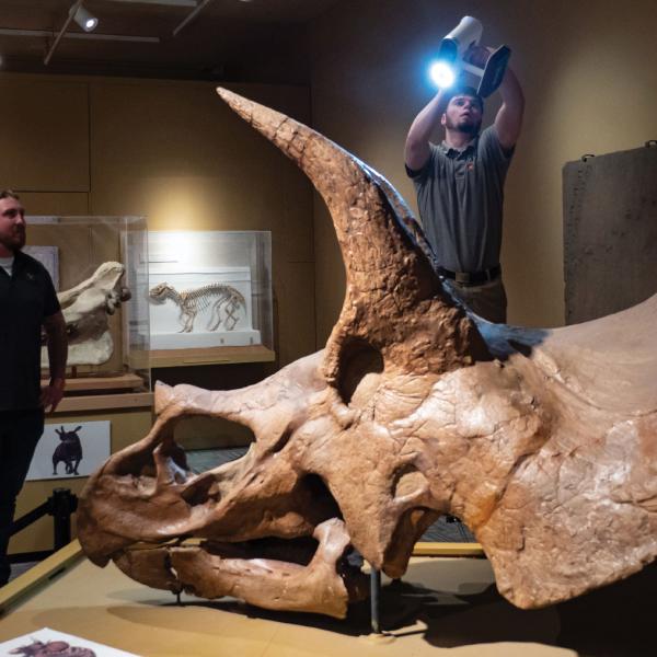 Fossil skull of Triceratops