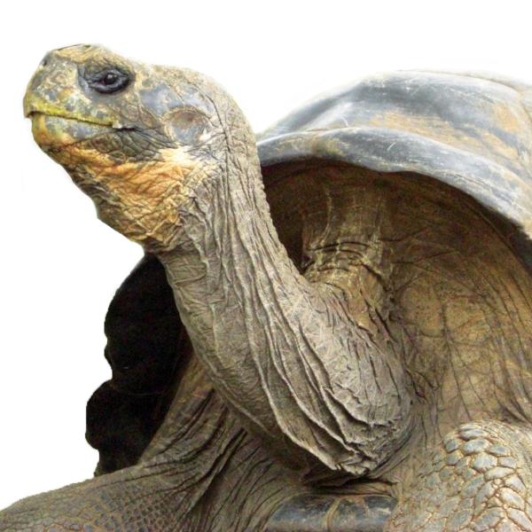 Galápagos tortoise