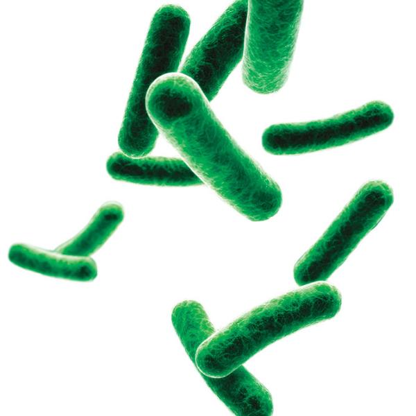 Gut microbiota
