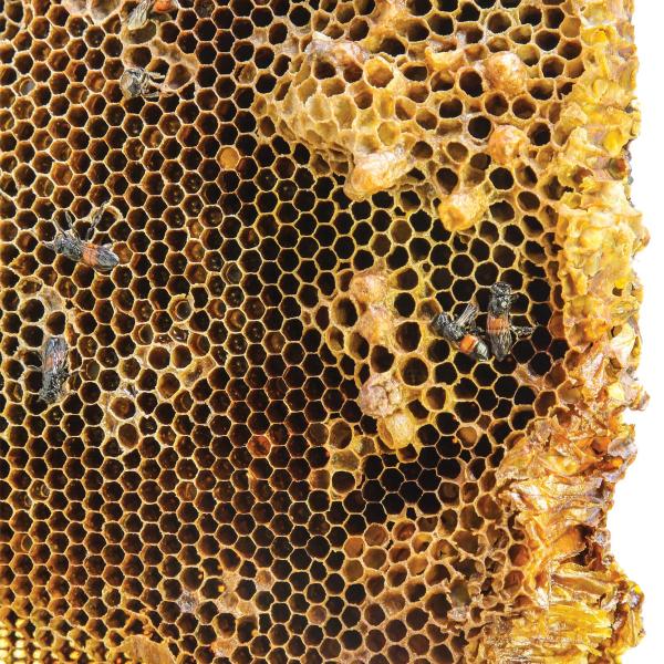 Beehive