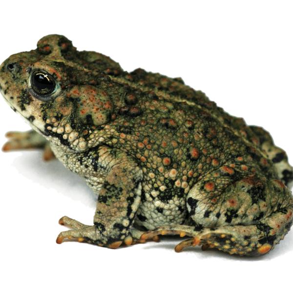 Toad