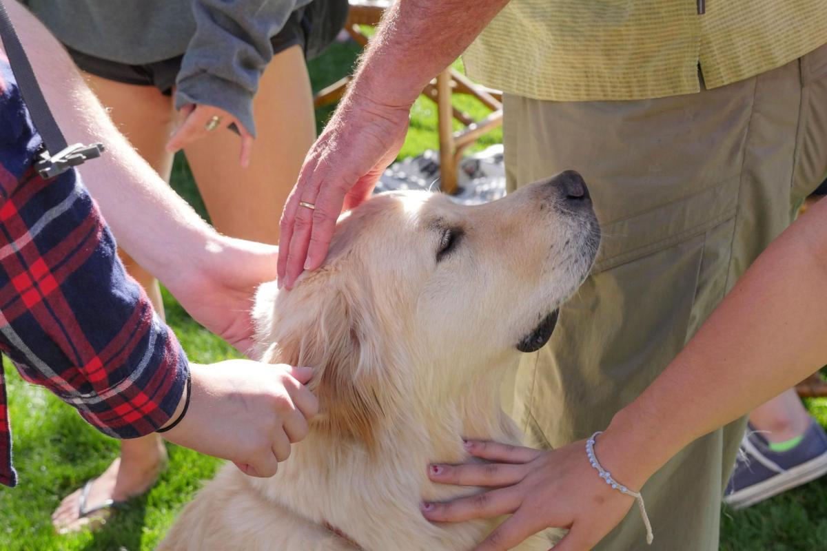 Dog being pet at the Dog Cafe