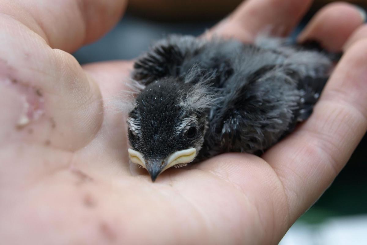 Swallow held in a hand
