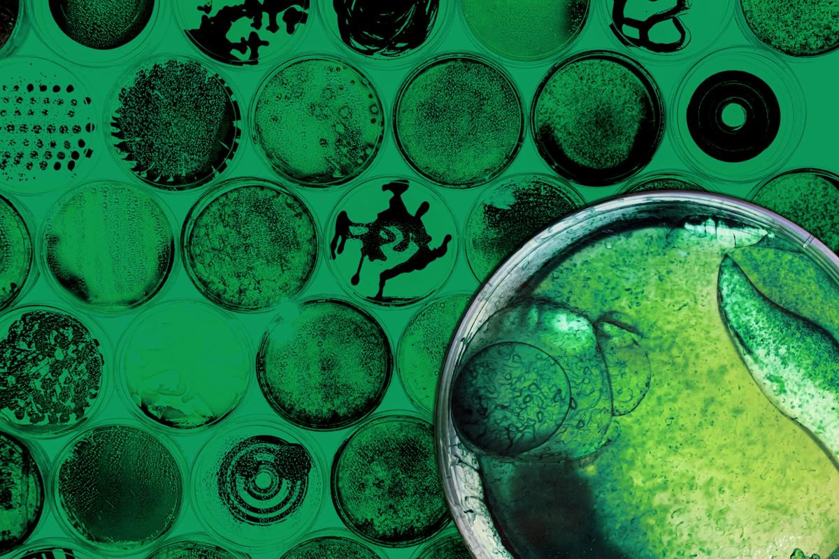 Bacteria in lab