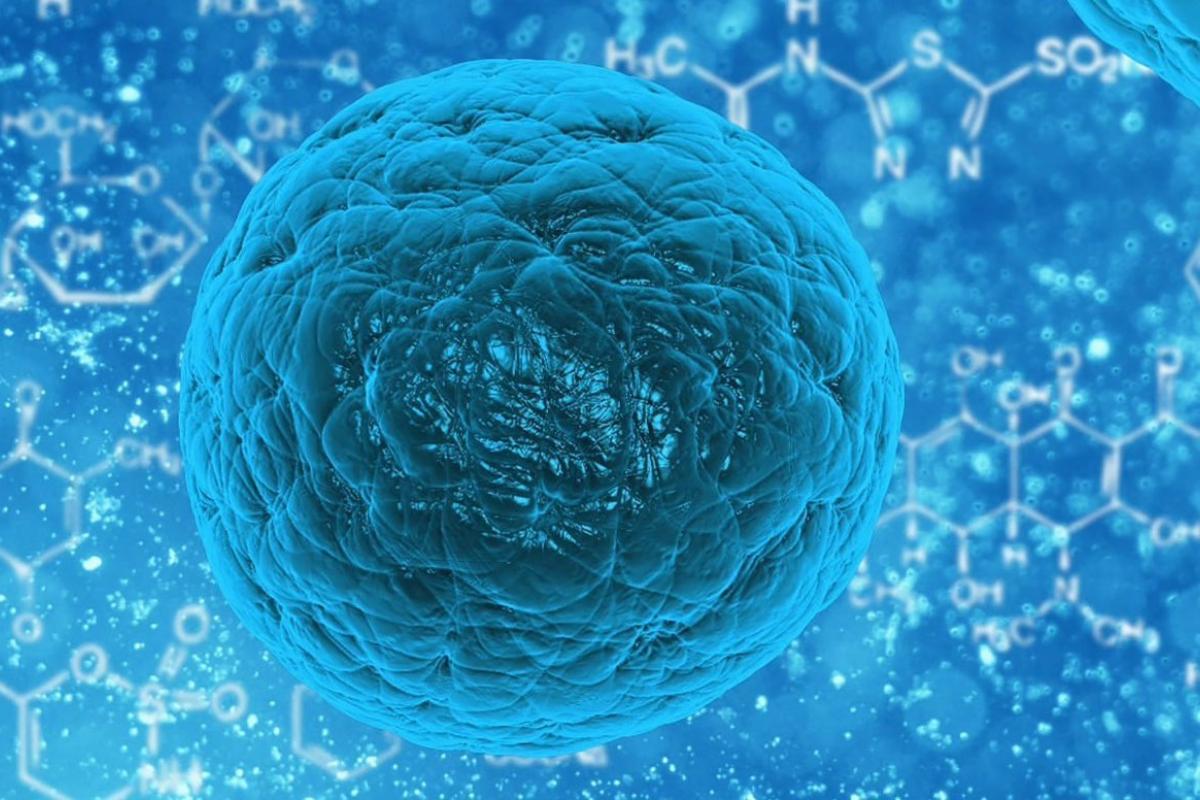 Stem cell