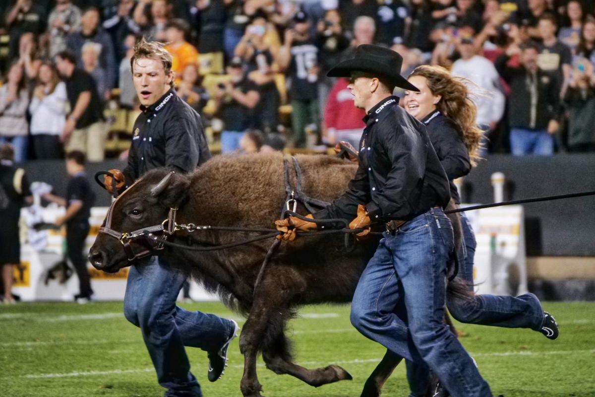 Ralphie and her handlers running on Folsom Field