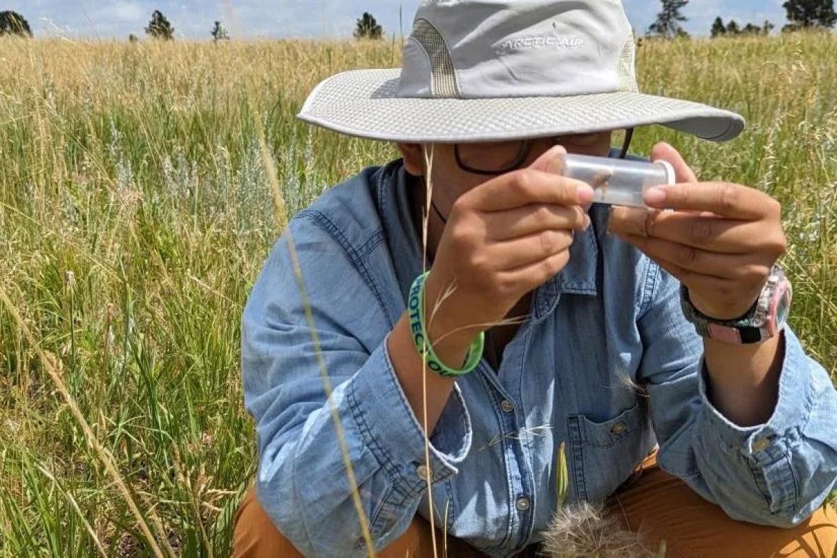 Researcher in field looking at a bug in a tube
