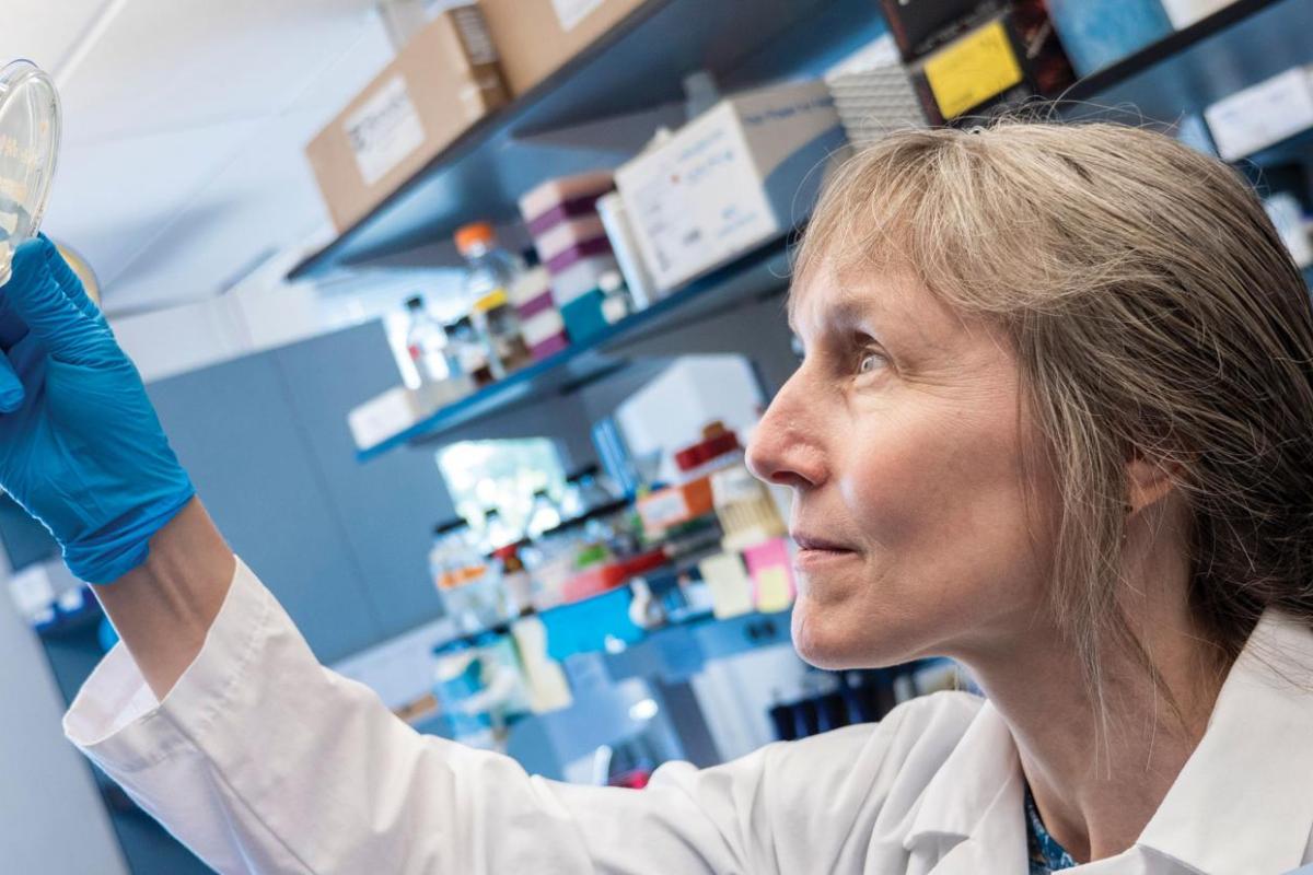 Professor Corrie Detweiler looking at bacteria