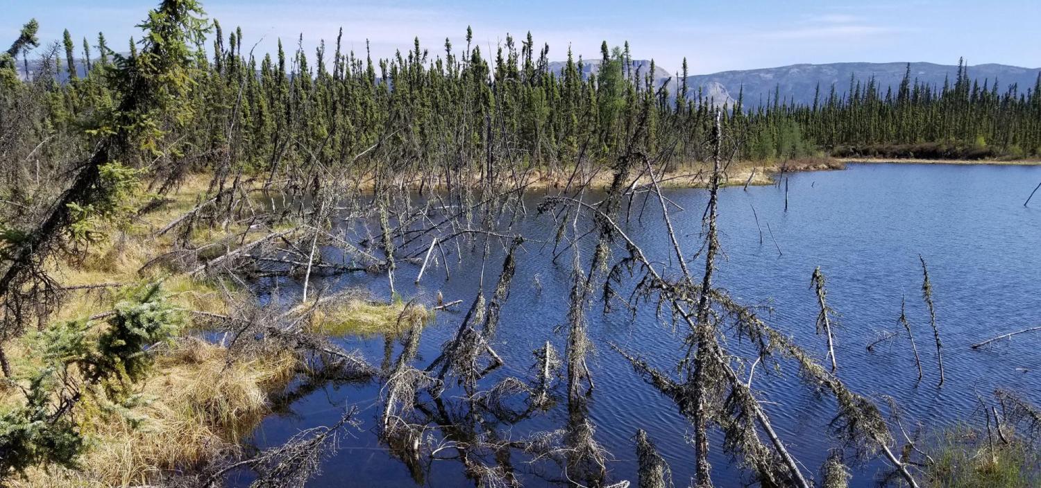 An Arctic forest struggles to survive in a lake created by abrupt permafrost thaw.