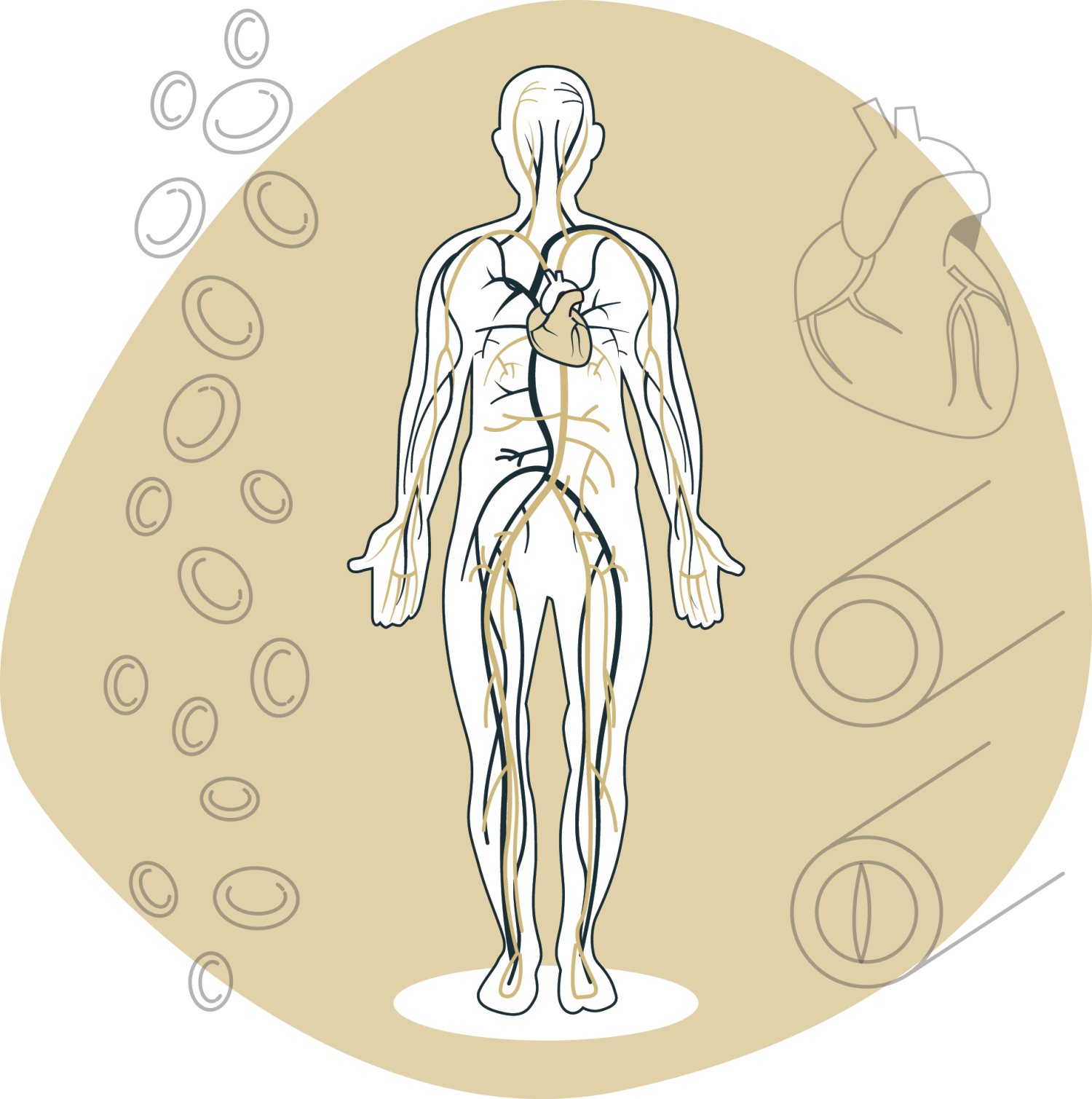 Arteries in human body graphic