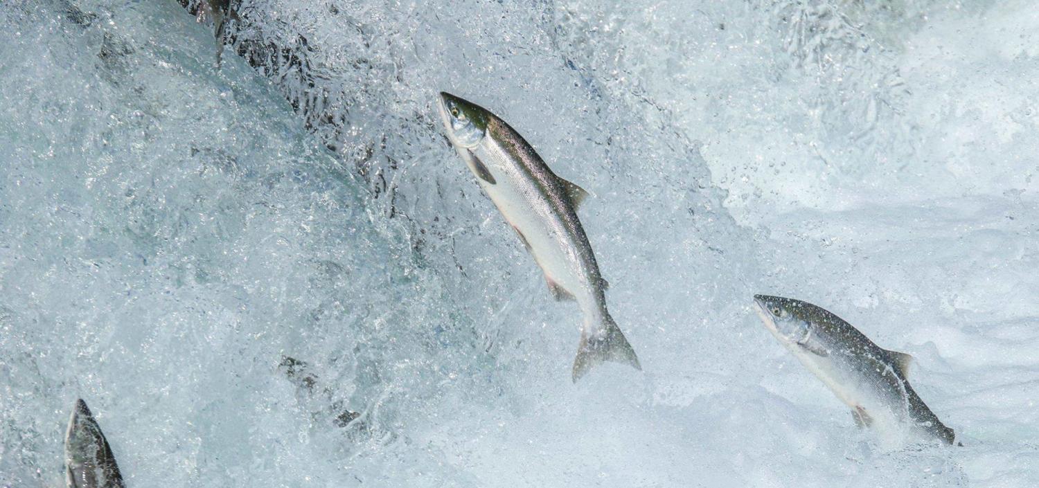 Salmon swimming upriver