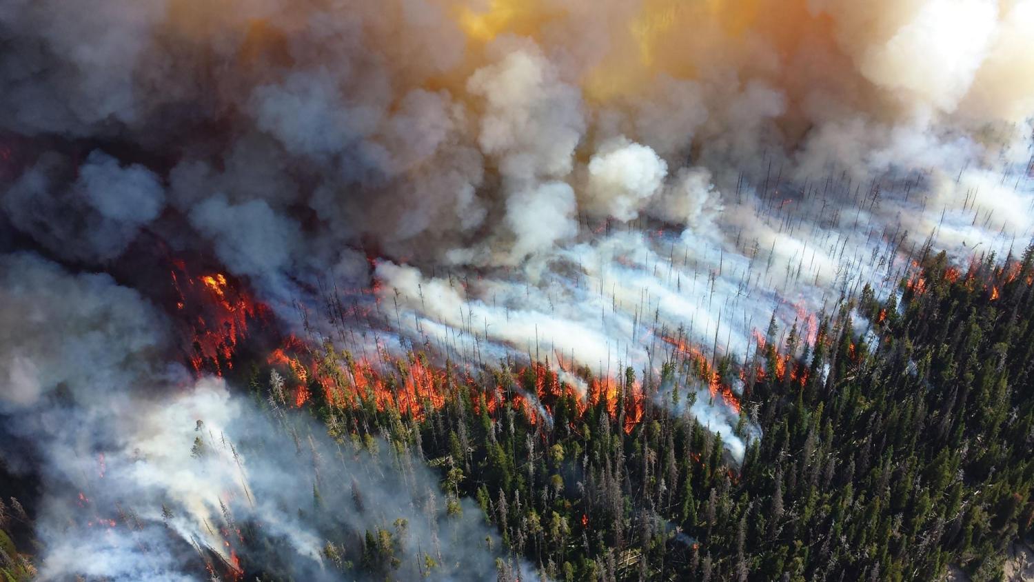 Forest fire