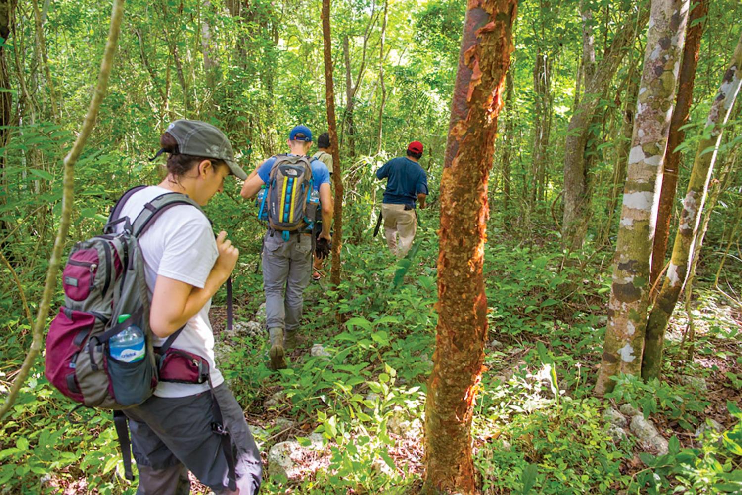 Team walking through the jungle