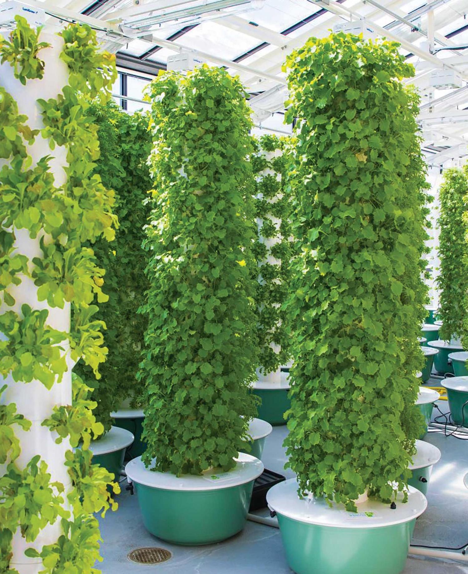 Fresh greens growing in a high-tech greenhouse