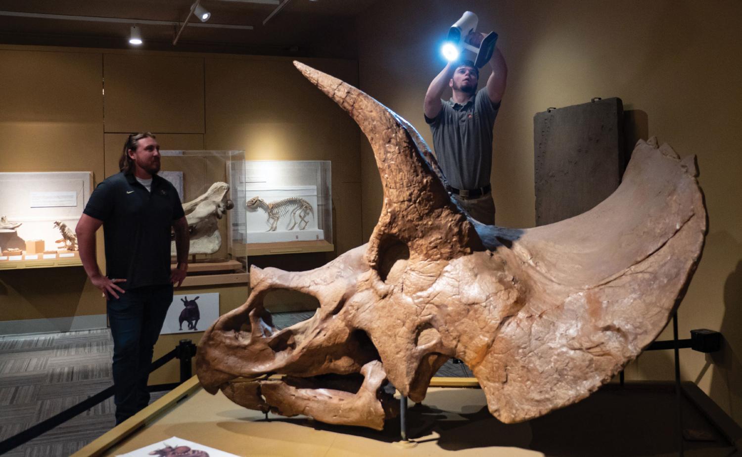 Fossil skull of Triceratops