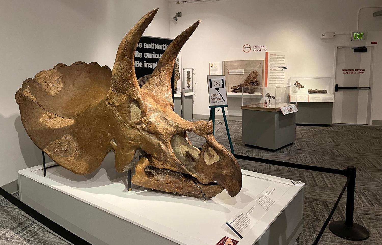 Triceratops skull