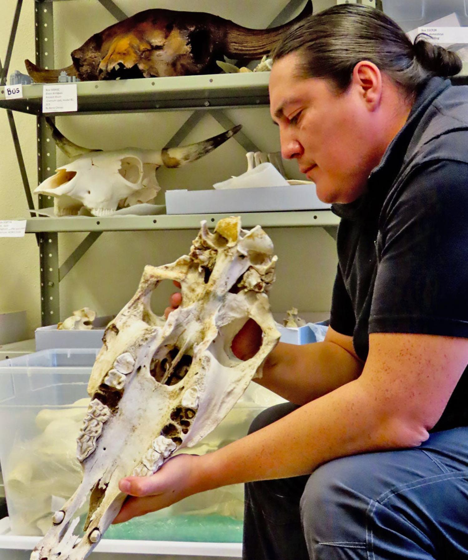 Lakota archaeologist Chance Ward inspects a horse skull at the CU Museum of Natural History.