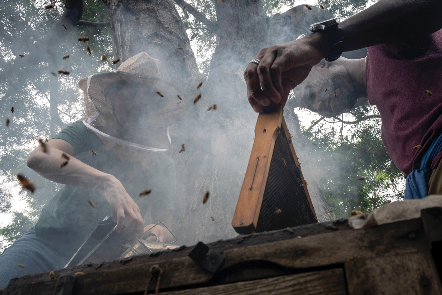 Researchers with the Honey Bee-nome Project in the field
