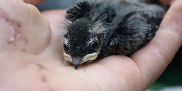 Swallow held in a hand