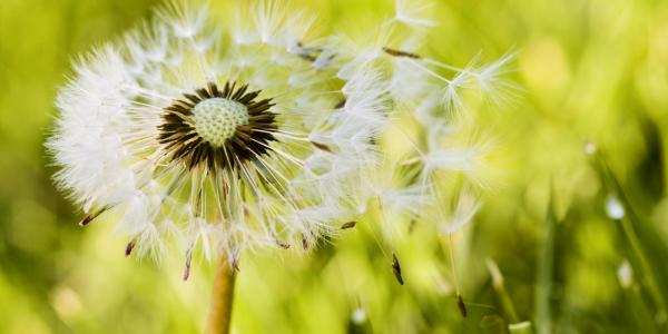 Dandelion