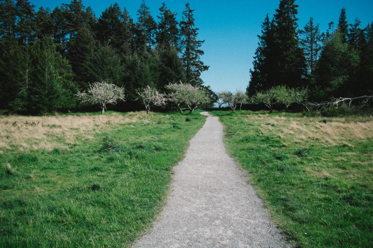 Walking path through a field and trees