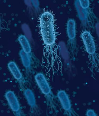 Closeup of bacteria