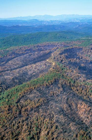 Alamy after a wildfire