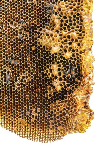 Beehive