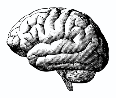 Brain graphic