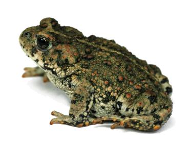 Toad